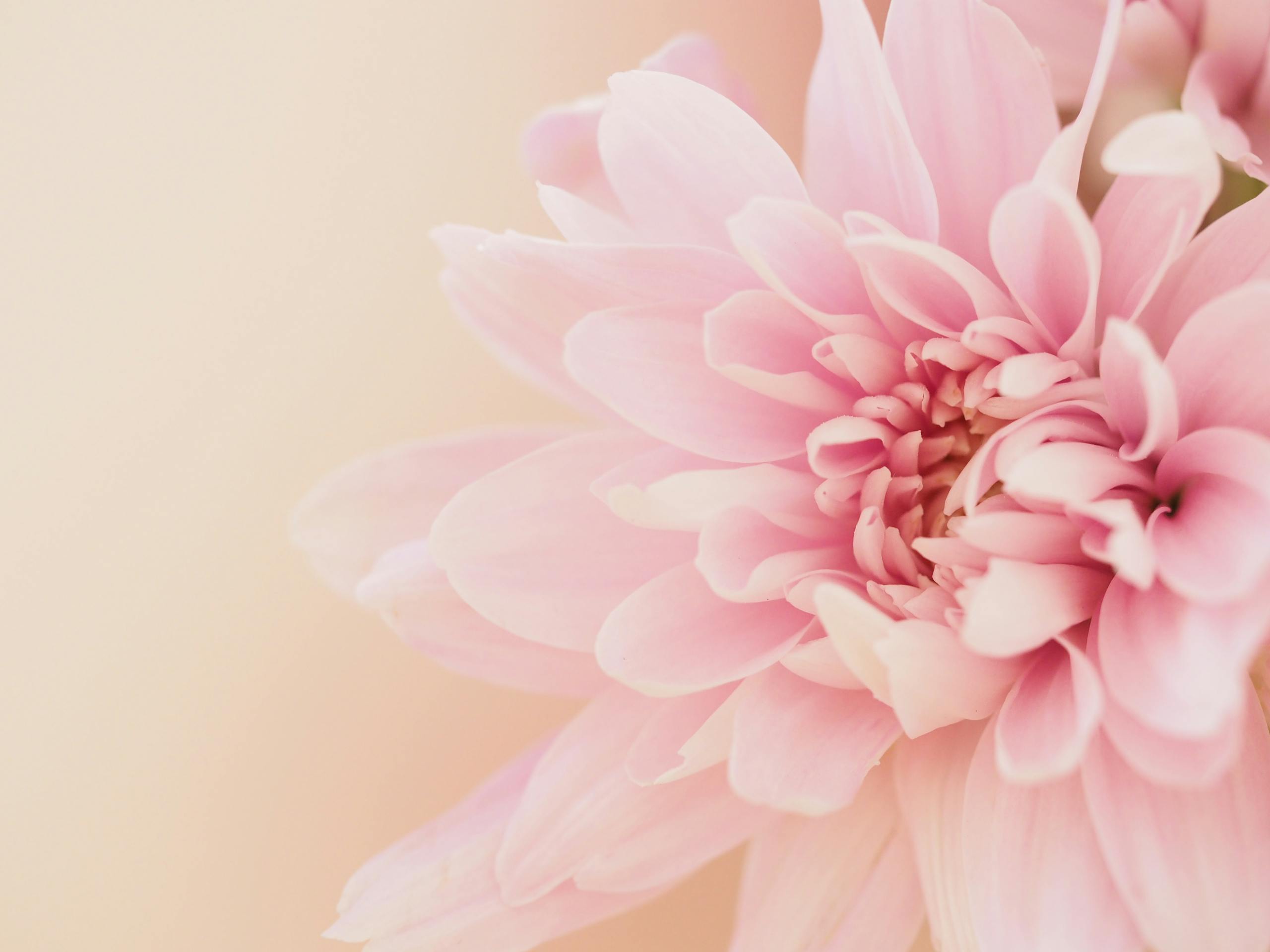 A delicate close-up of a pink dahlia flower showcasing its soft petals and natural beauty.